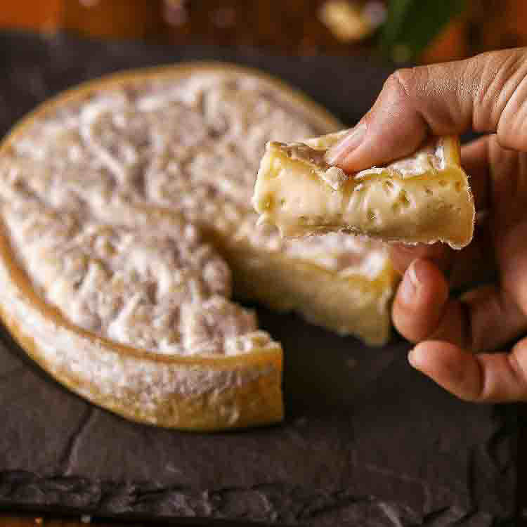 Queijo Giovanna Ribeiro Fiorentine